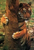 Tiger Picture